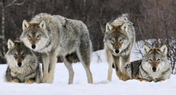 قطيع من الذئاب يغادر الغابة ويهاجم البشر 